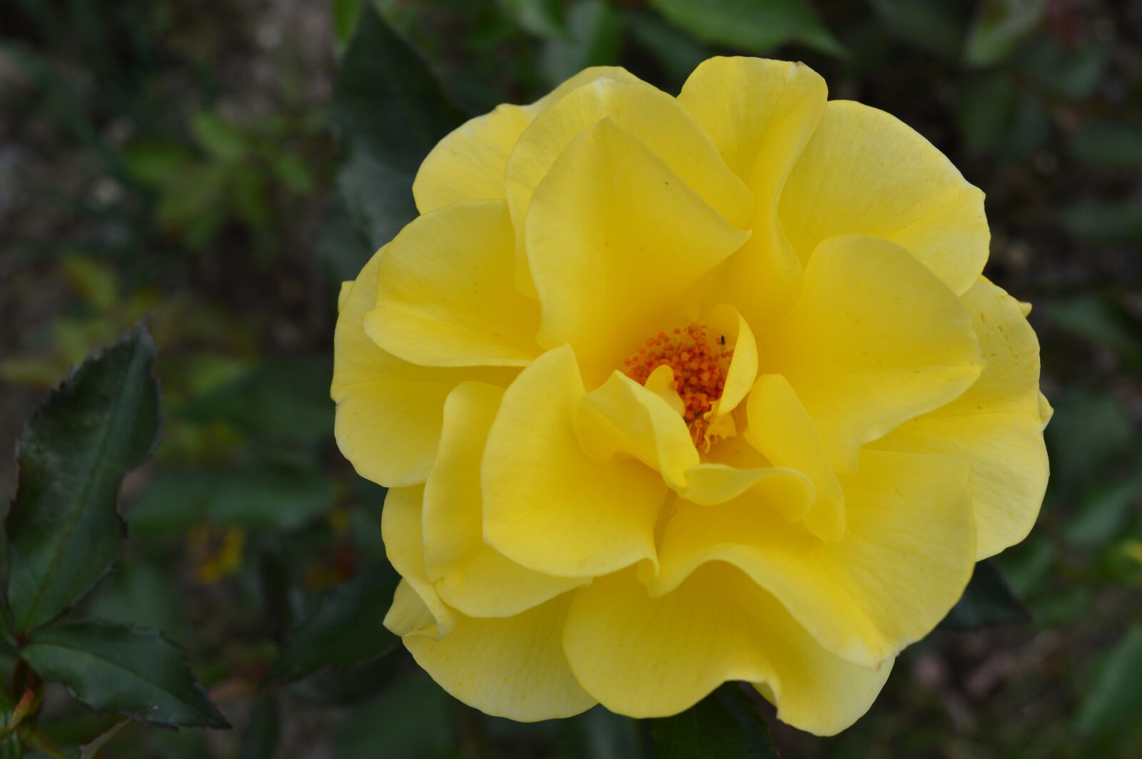 Nikon D3200 sample photo. Rose, flower, petals photography