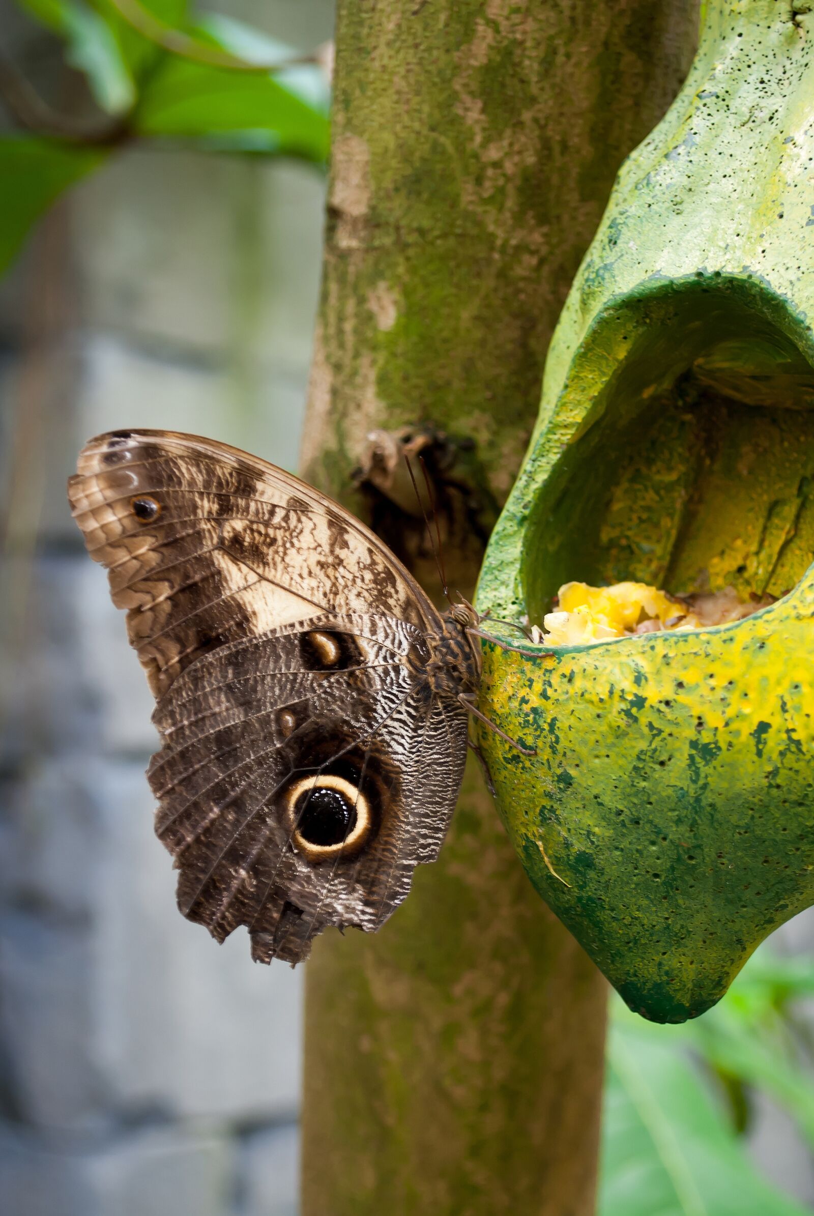 Nikon D3000 sample photo. Butterfly, nature, bug photography