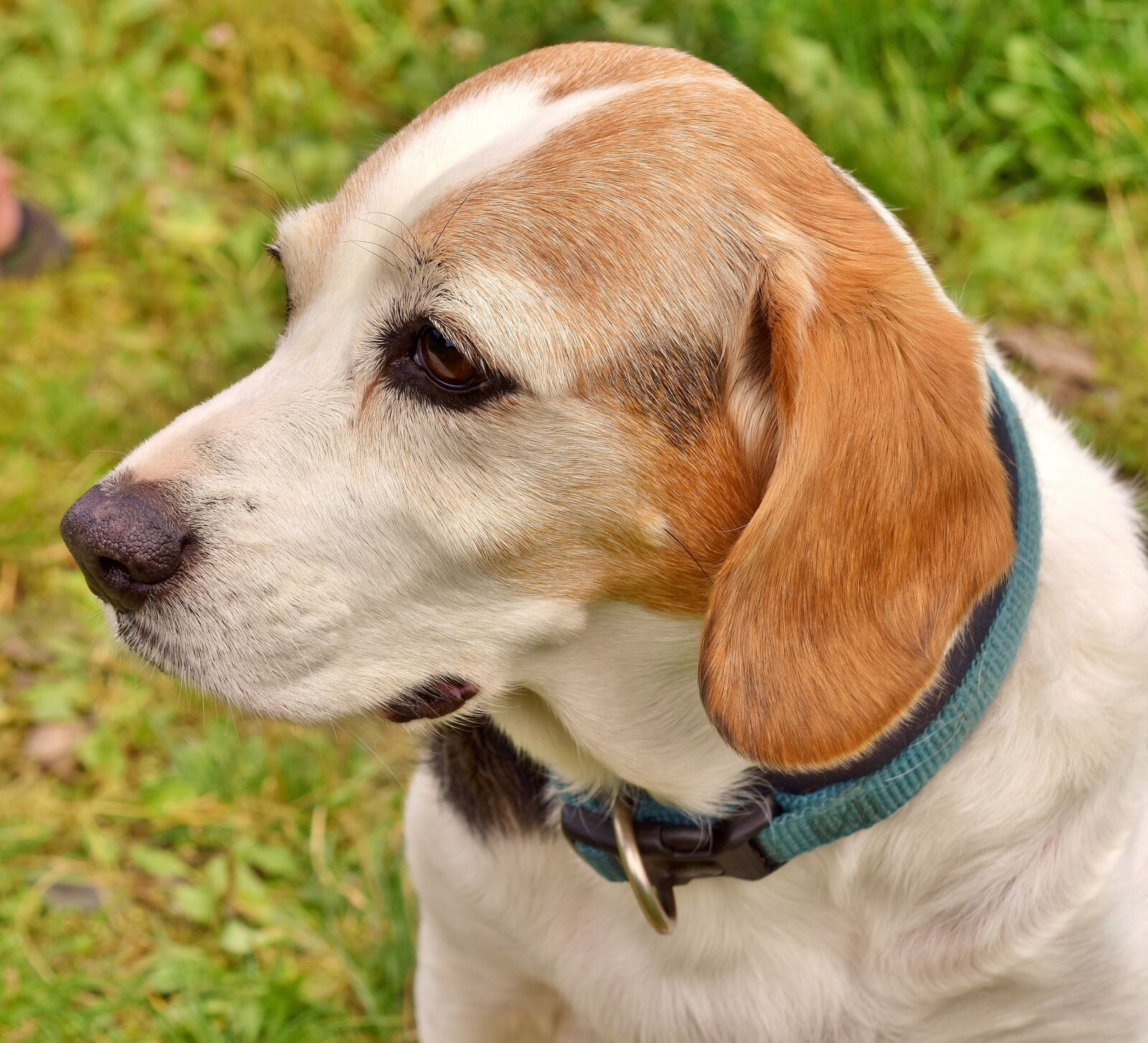 Nikon D7200 sample photo. Dog, pet, animal photography