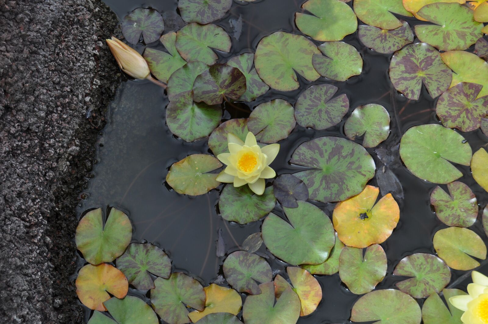 Nikon D5000 sample photo. Water lily, lanzarote, garden photography