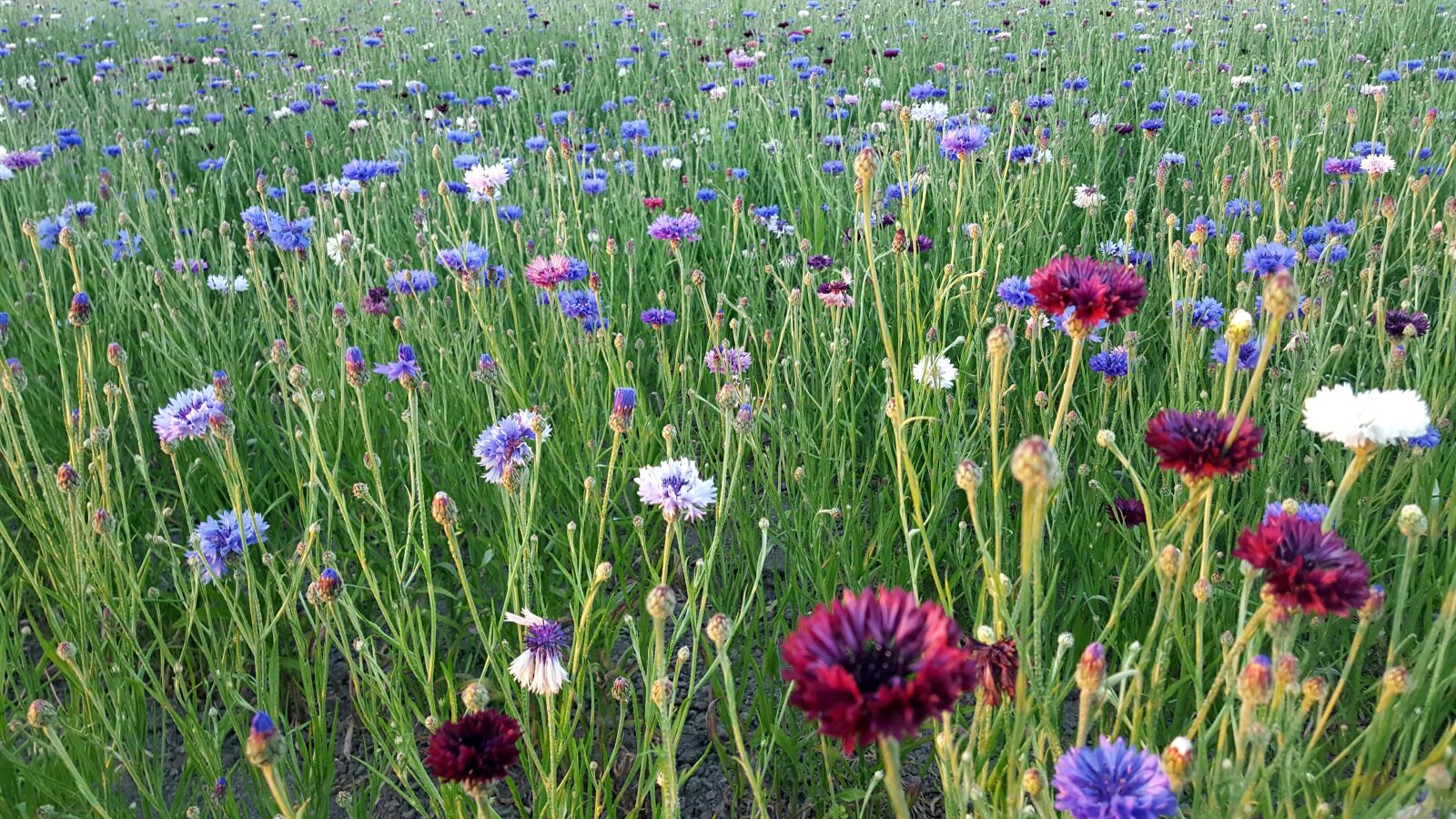 Samsung Galaxy S6 sample photo. Cornflowers, purple, meadow photography