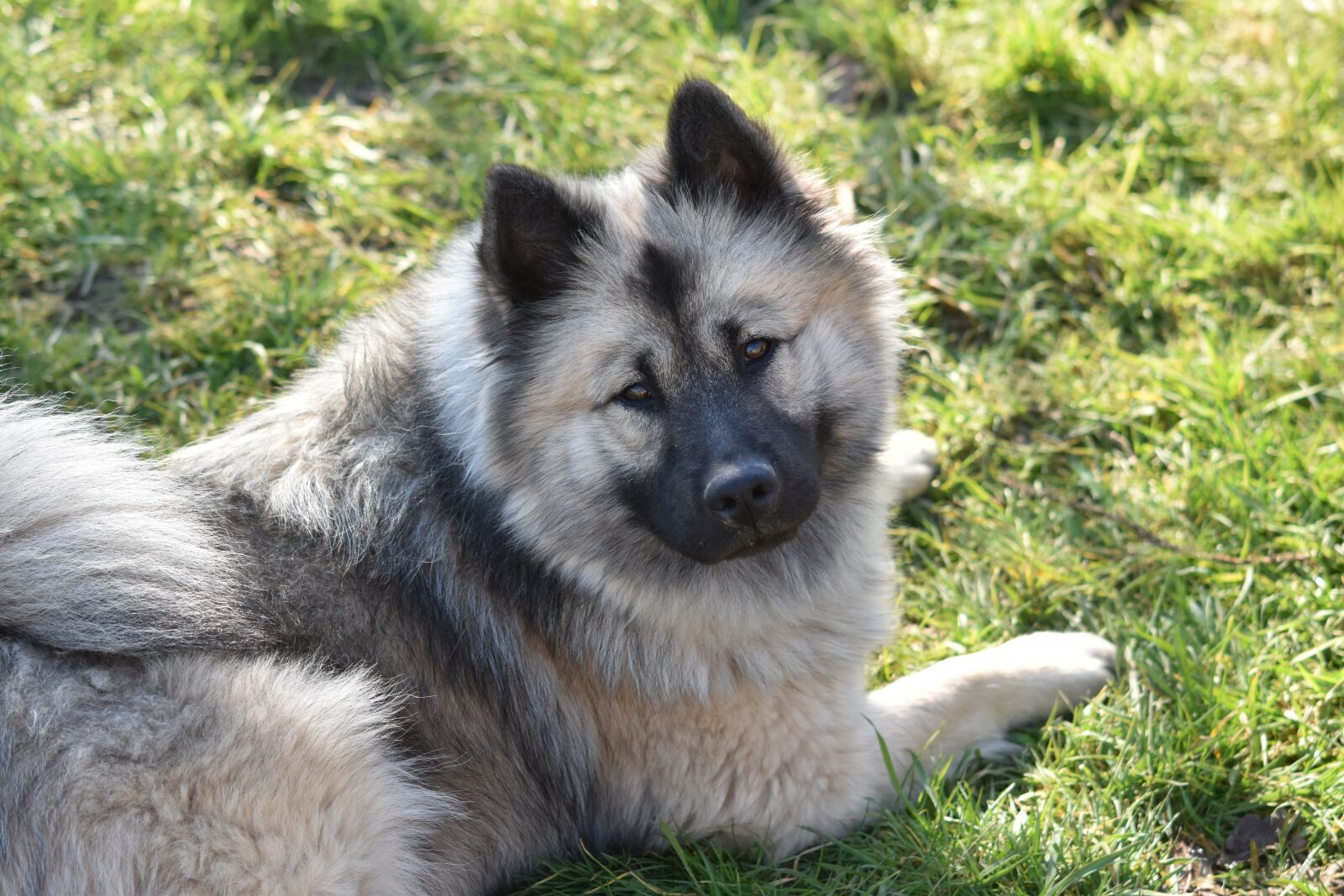 Nikon D5600 sample photo. Dog, bitch, dog eurasier photography