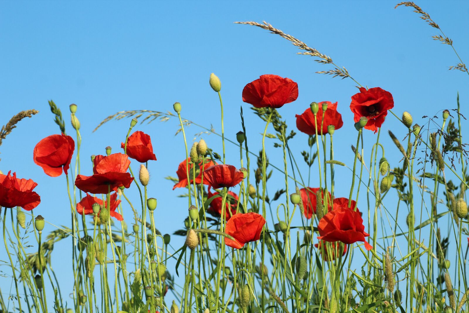 Canon EOS 1200D (EOS Rebel T5 / EOS Kiss X70 / EOS Hi) sample photo. Poppies, wildflowers, red photography