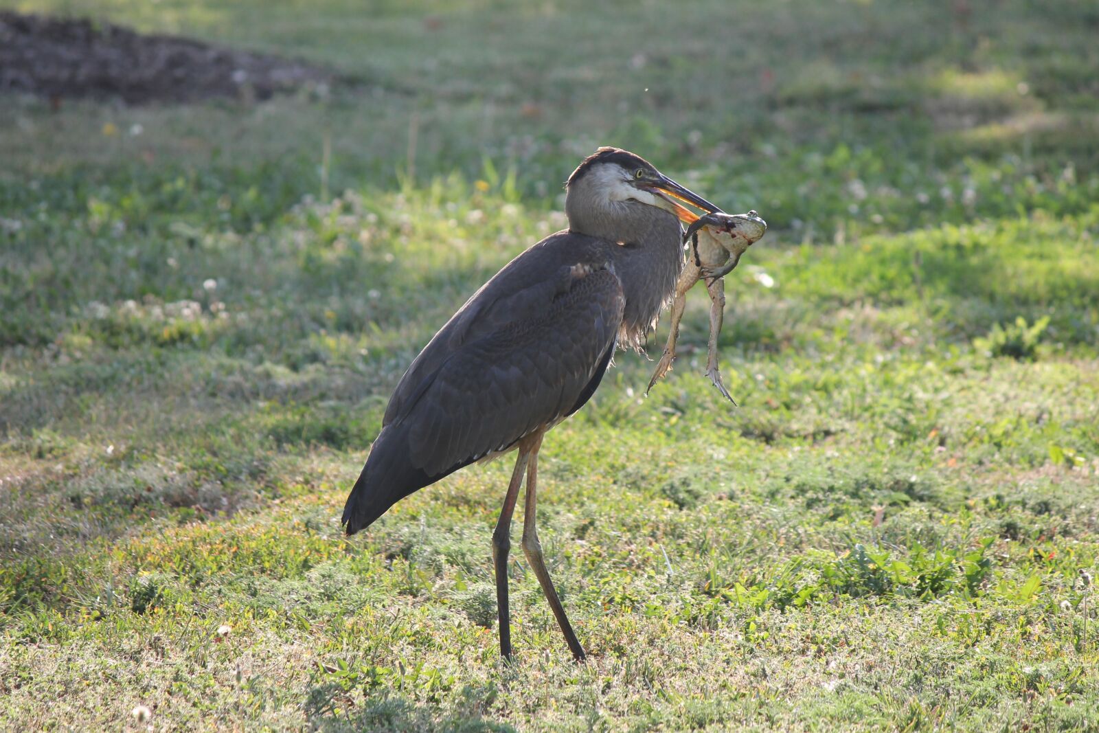 Canon EOS 1100D (EOS Rebel T3 / EOS Kiss X50) sample photo. Heron, bullfrog, blue heron photography