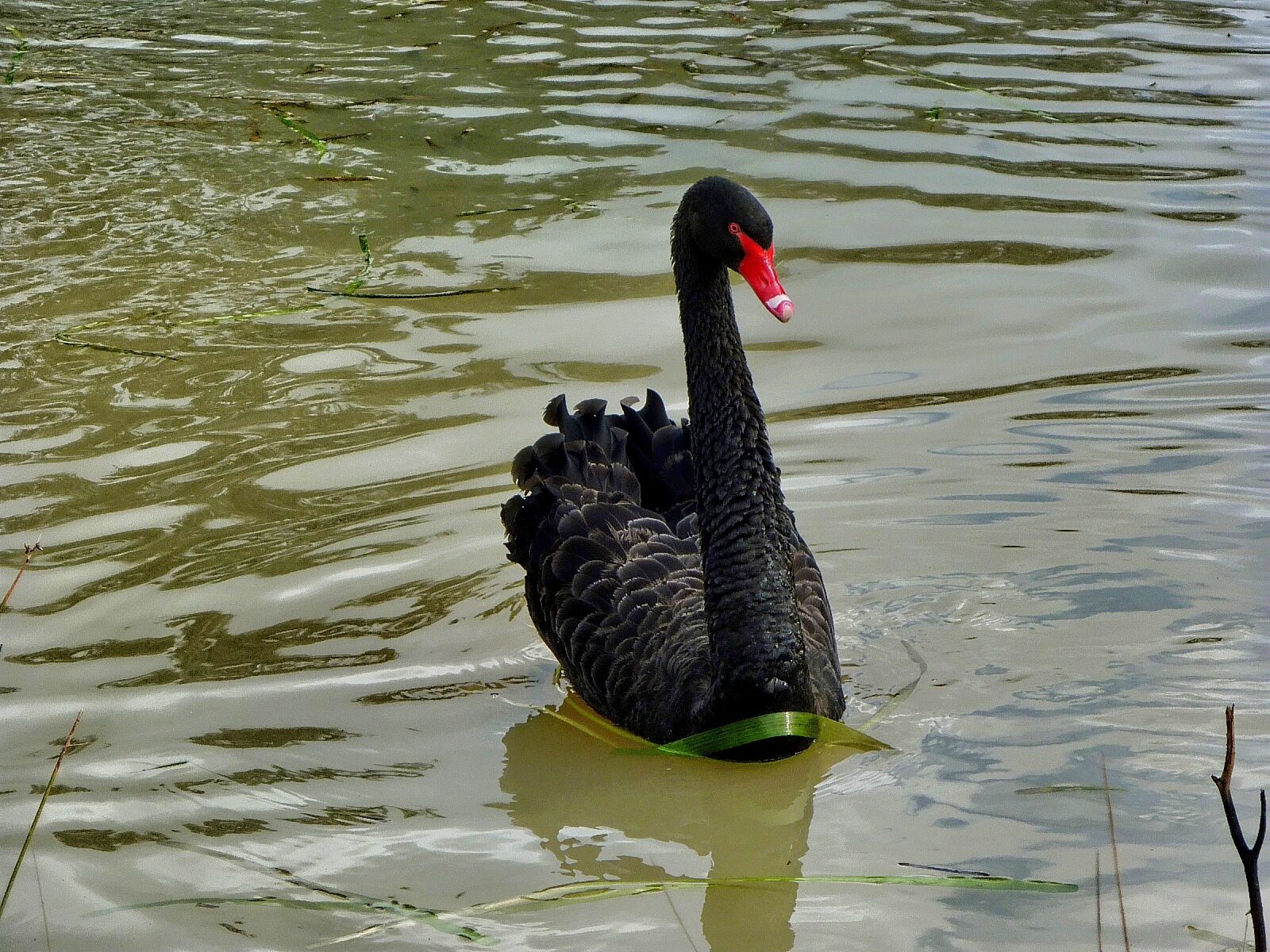Panasonic DMC-FS7 sample photo. Swan, black swan, lake photography