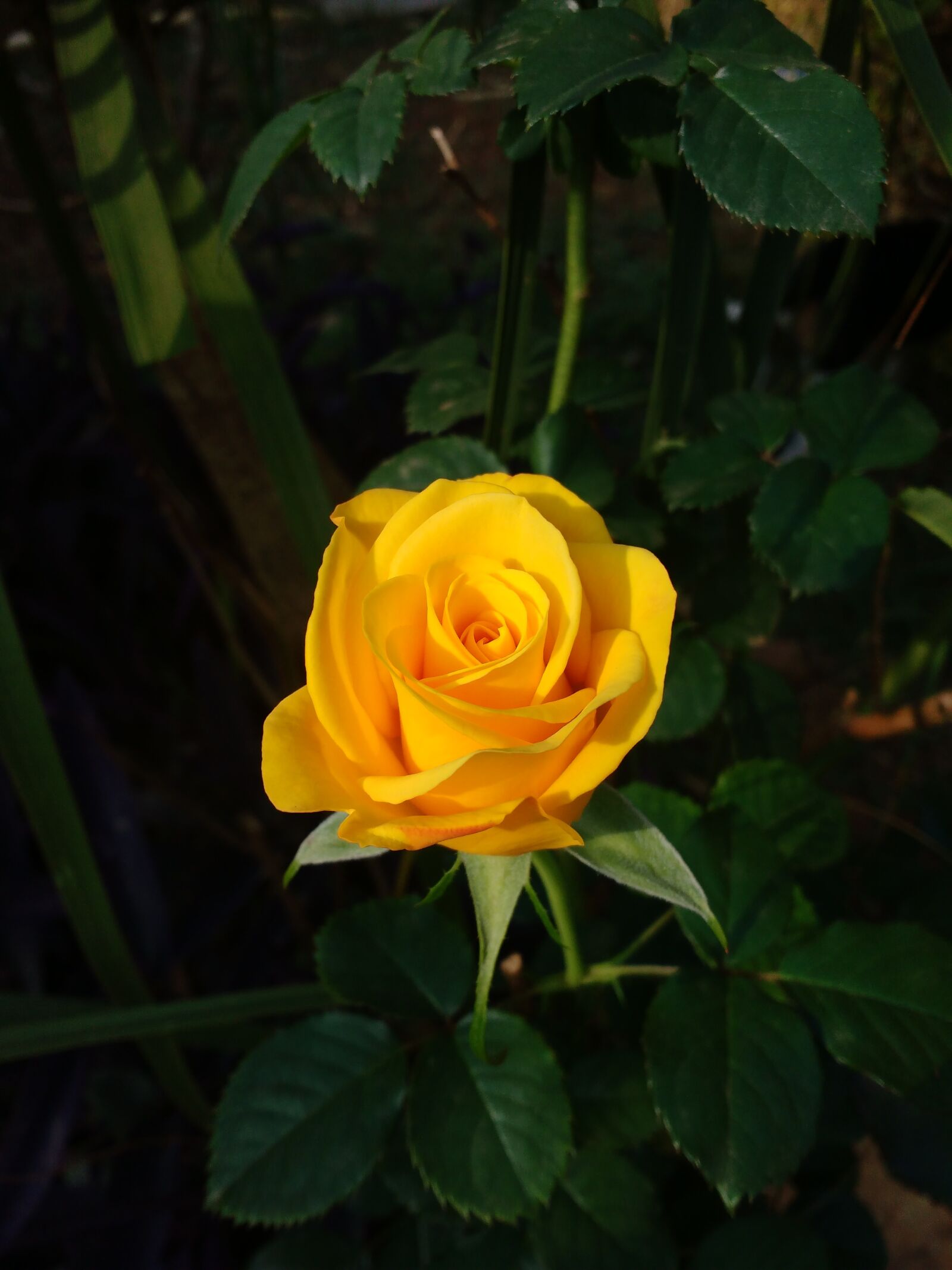 Motorola MotoG3 sample photo. Yellow rose, flower, yellow photography