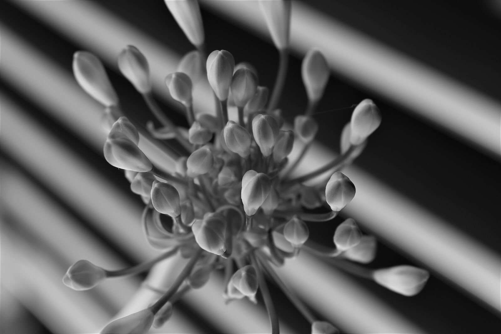 Nikon D5500 sample photo. Black and white, flower photography