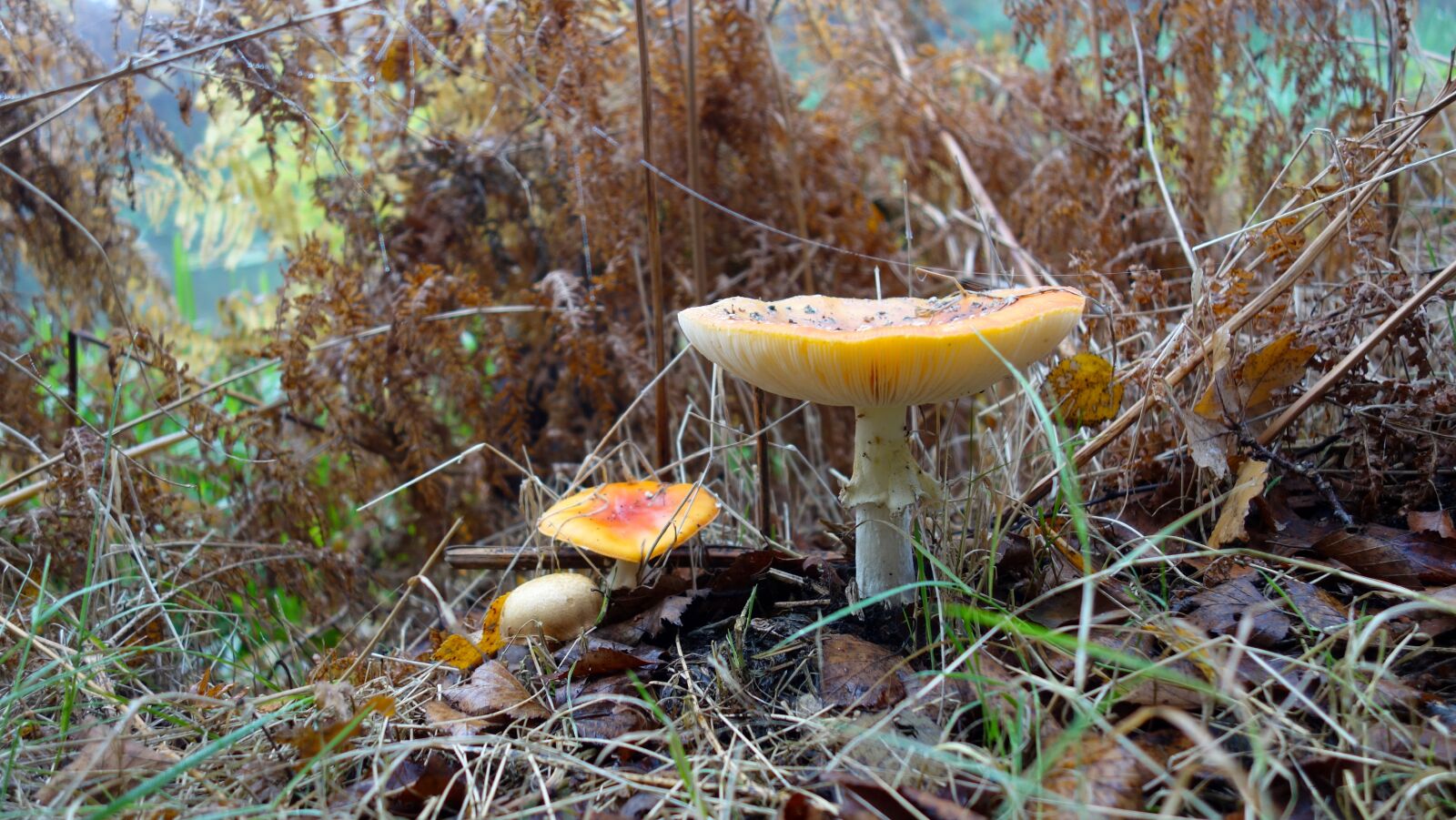 Sony Cyber-shot DSC-RX100 sample photo. Autumn, nature, forest photography