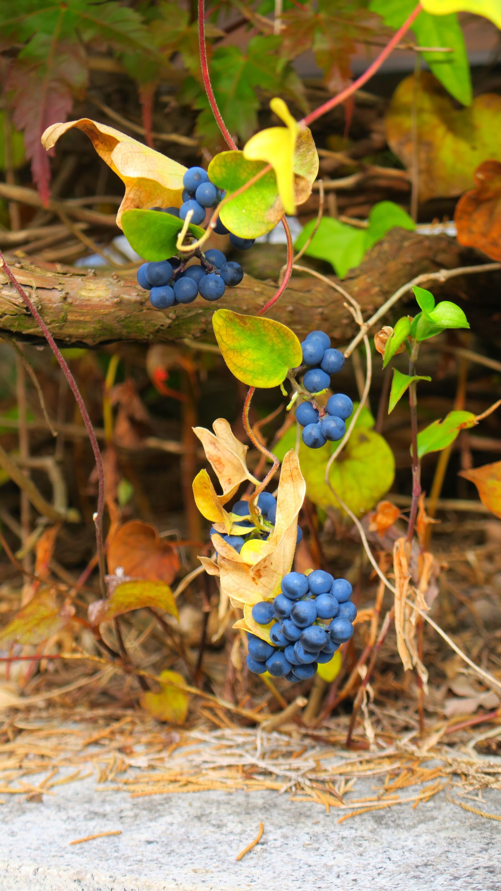 Canon PowerShot G3 X sample photo. Fruit, nature, leaf photography