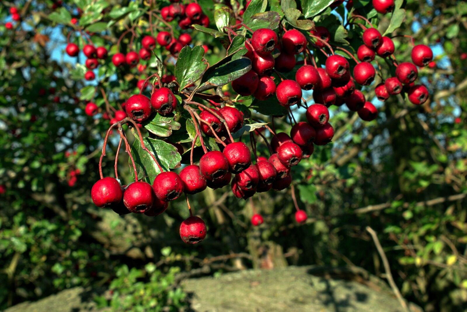 Nikon D3400 sample photo. Red, berry, berries photography