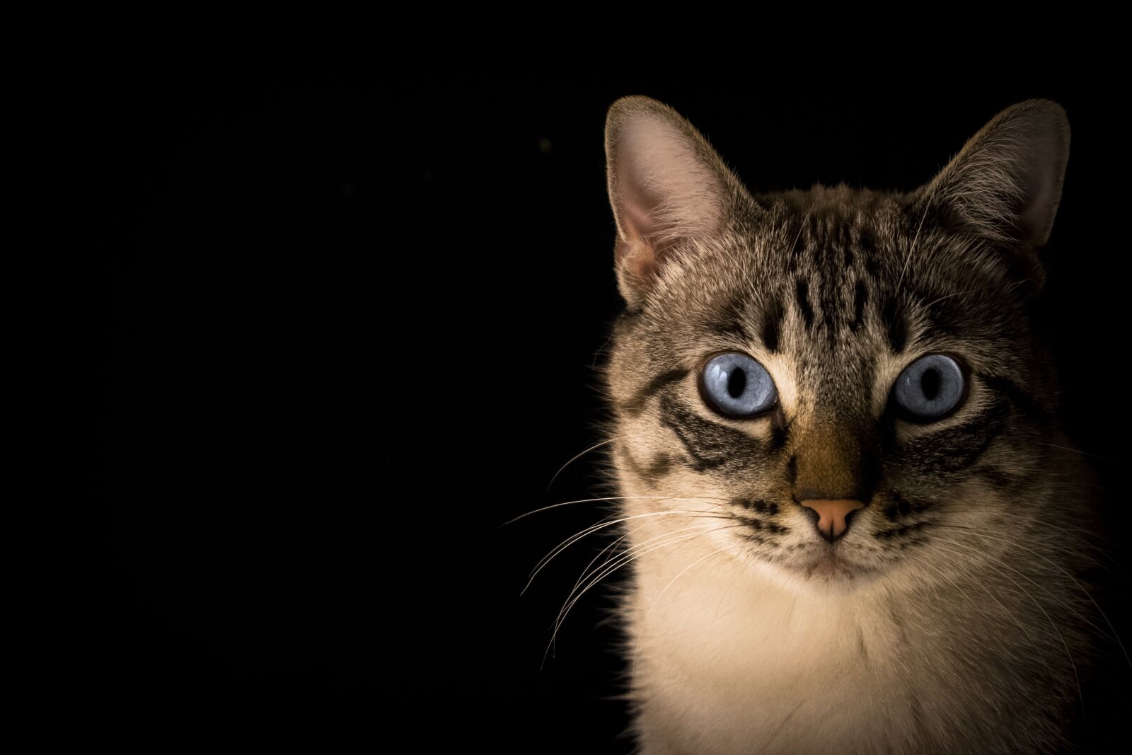 Nikon D5300 sample photo. Cat, pet, animal photography