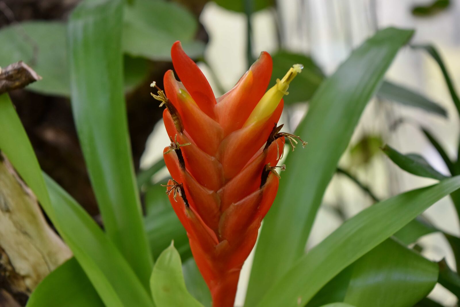 Nikon D5500 sample photo. Beautiful flowers, ecology, rain photography