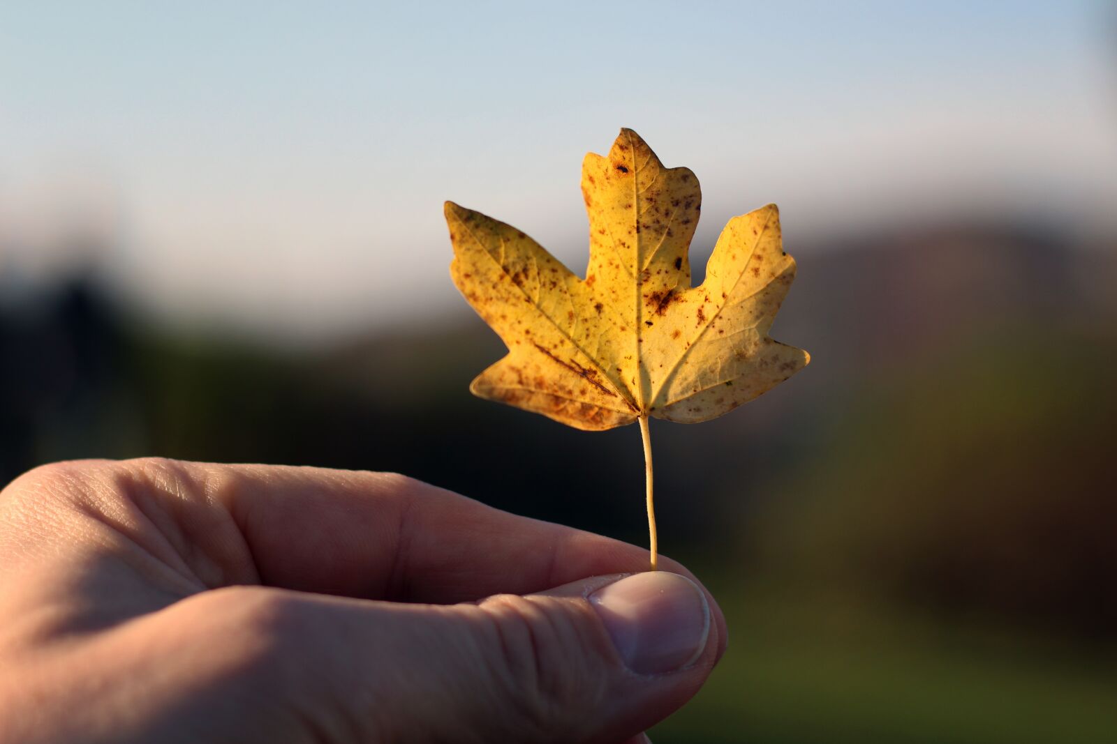Canon EOS 700D (EOS Rebel T5i / EOS Kiss X7i) + Canon EF 50mm F1.8 STM sample photo. Autumn, leaf, hand photography