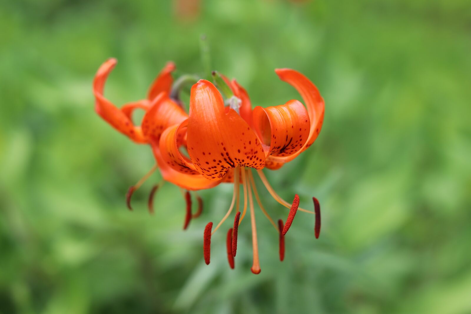 Canon EF 50mm F1.8 STM sample photo. Flowers, lily, nature photography
