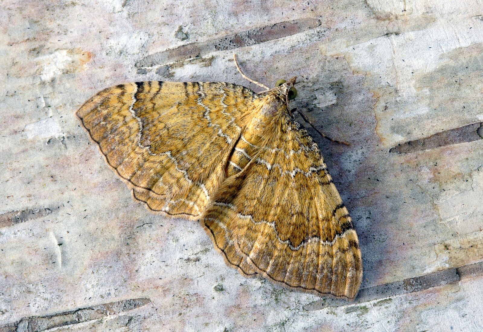 Canon EOS 350D (EOS Digital Rebel XT / EOS Kiss Digital N) sample photo. Moth, yellow-shell, wings photography