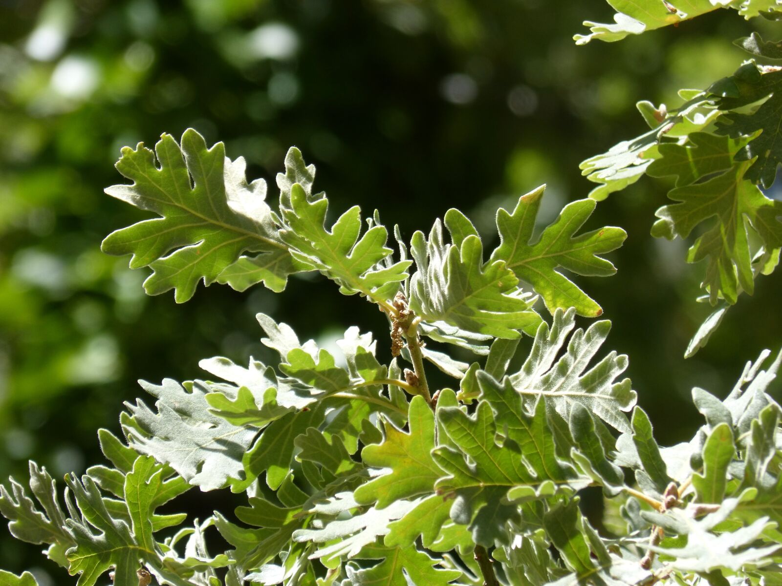 Panasonic DMC-FZ62 sample photo. Oak, leaves, backlight photography
