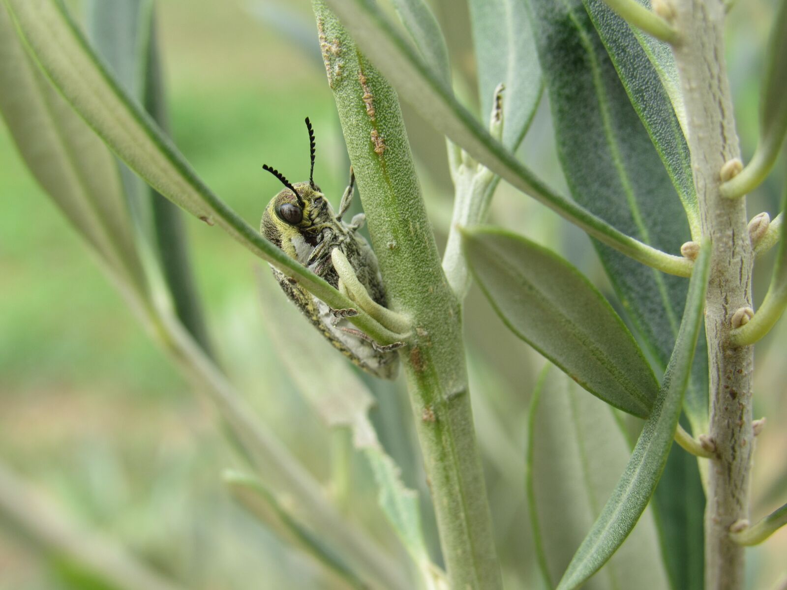 Canon PowerShot SX530 HS sample photo. Bug, insect, nature photography