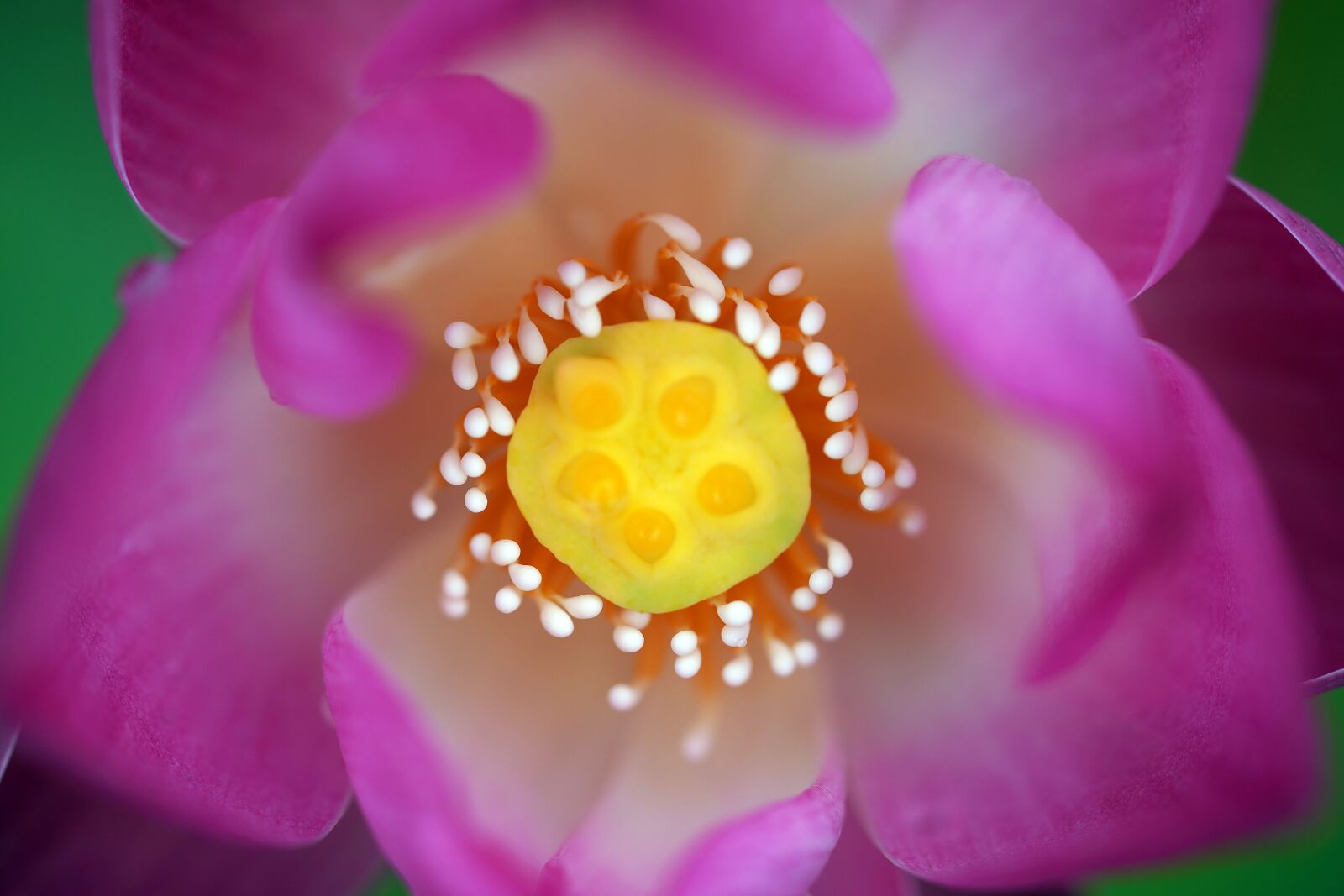 Sony a7R III + Sony FE 90mm F2.8 Macro G OSS sample photo. Violet, flower, nature photography