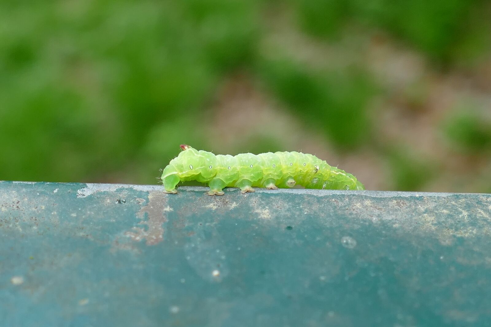 Panasonic Lumix DMC-FZ1000 sample photo. Caterpillar, crawl, close up photography
