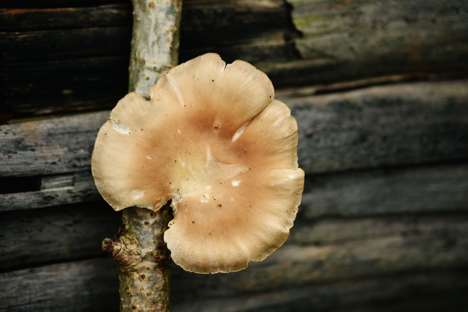 Nikon D5200 sample photo. Tree fungus, mushroom, mushrooms photography