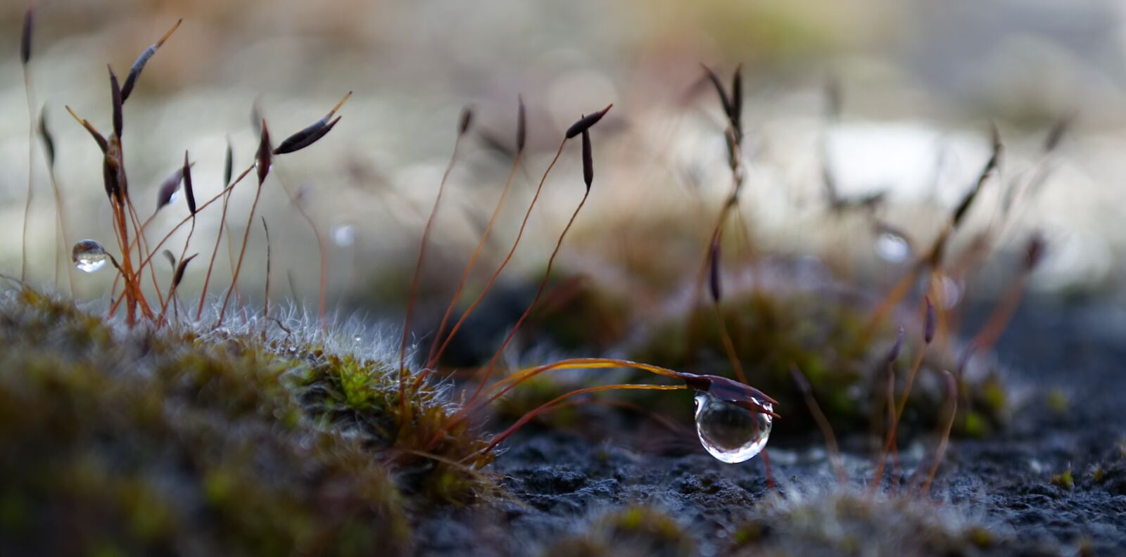 Nikon D3100 sample photo. Moss, water, drip photography
