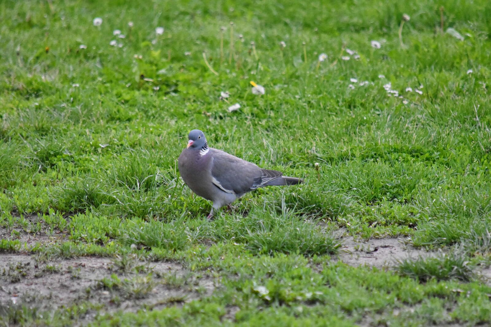 Nikon D5500 sample photo. Green grass, ornithology, pigeon photography