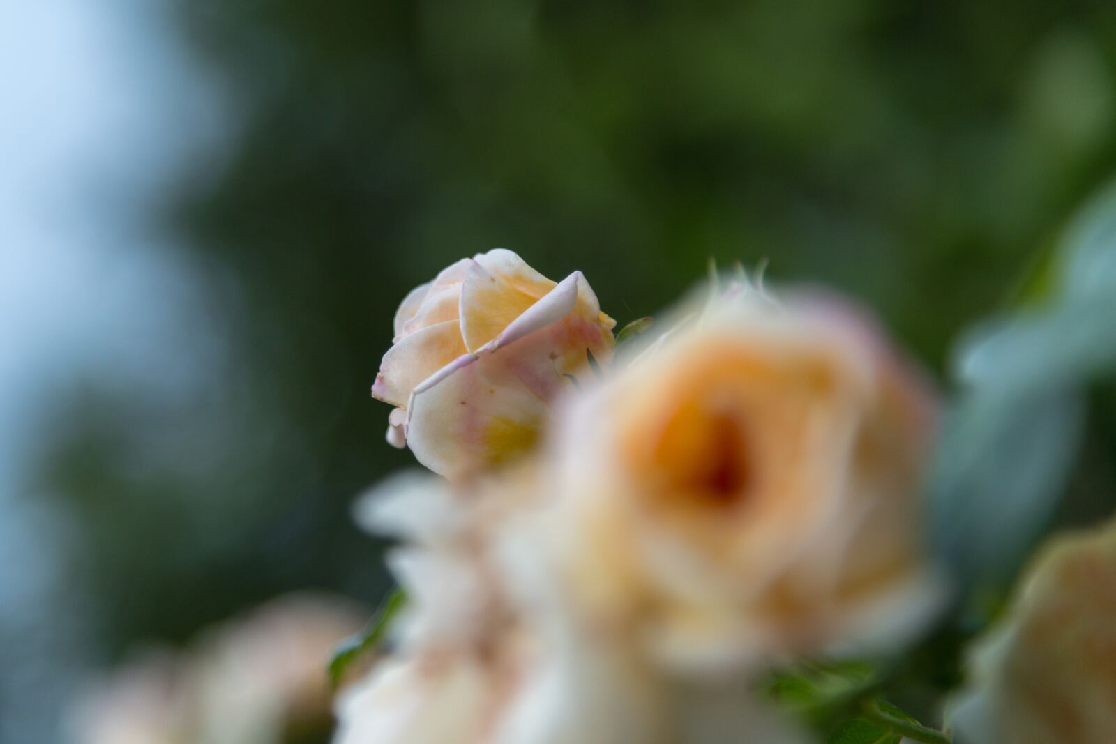 Nikon D850 sample photo. Rose, flower, shrub photography
