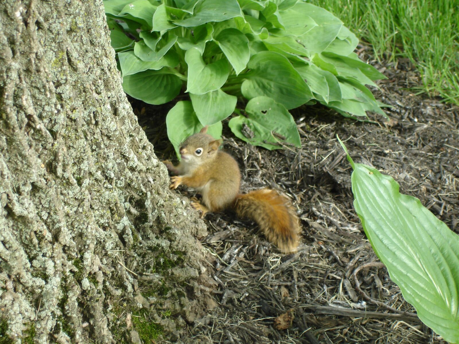 Sony DSC-W7 sample photo. Squirrel, baby, spring photography