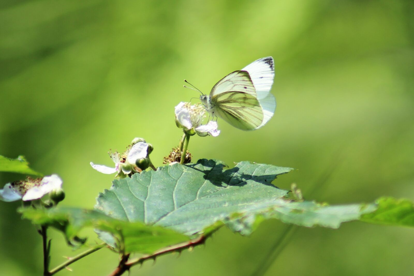Canon EOS 1200D (EOS Rebel T5 / EOS Kiss X70 / EOS Hi) sample photo. Butterfly, nature, flower photography