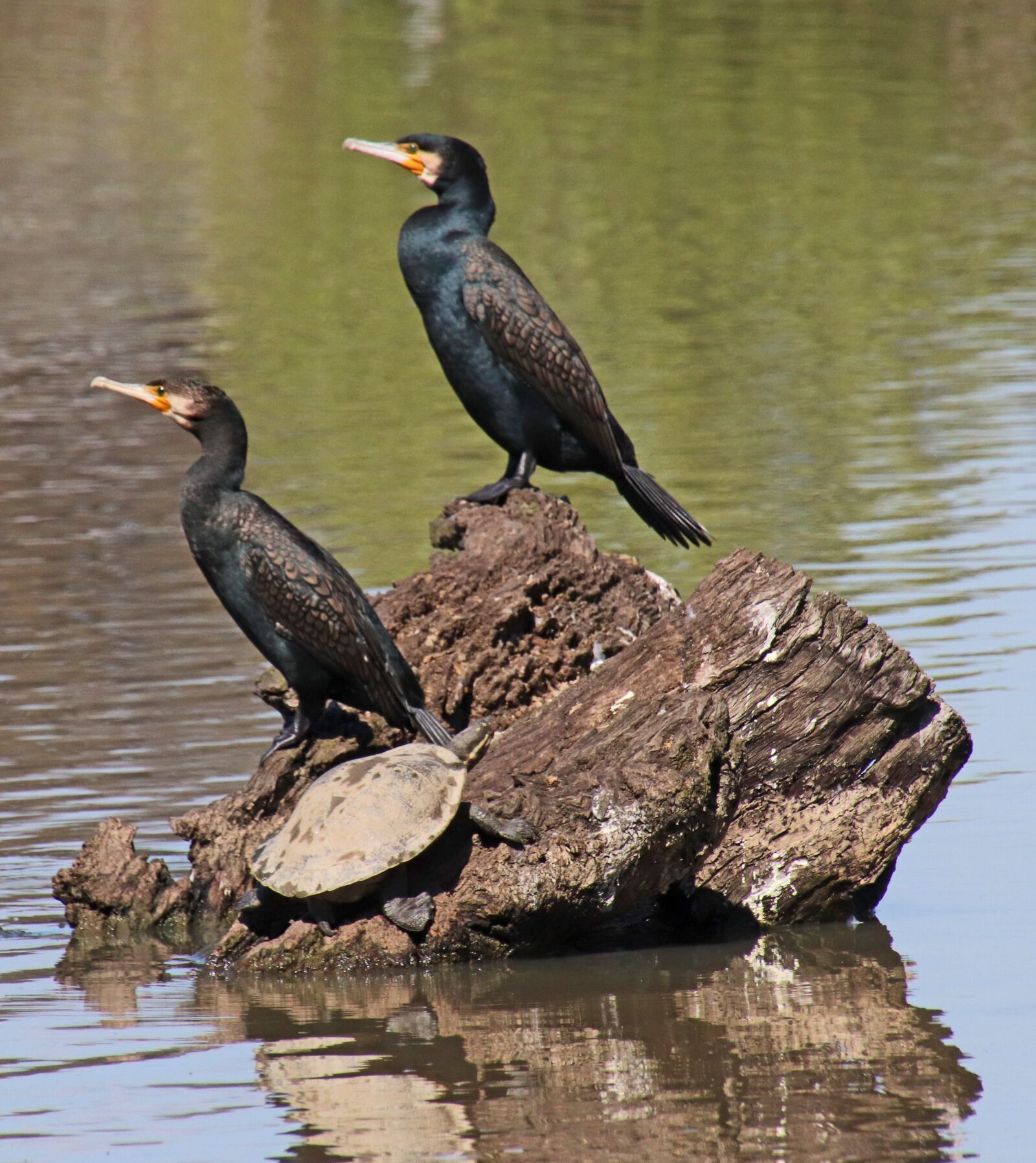 Canon EOS 800D (EOS Rebel T7i / EOS Kiss X9i) sample photo. Birds, great cormorants, perched photography