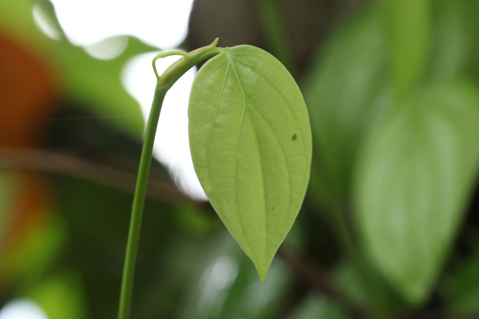 Canon EOS 250D (EOS Rebel SL3 / EOS Kiss X10 / EOS 200D II) sample photo. Leaf, nature, green photography