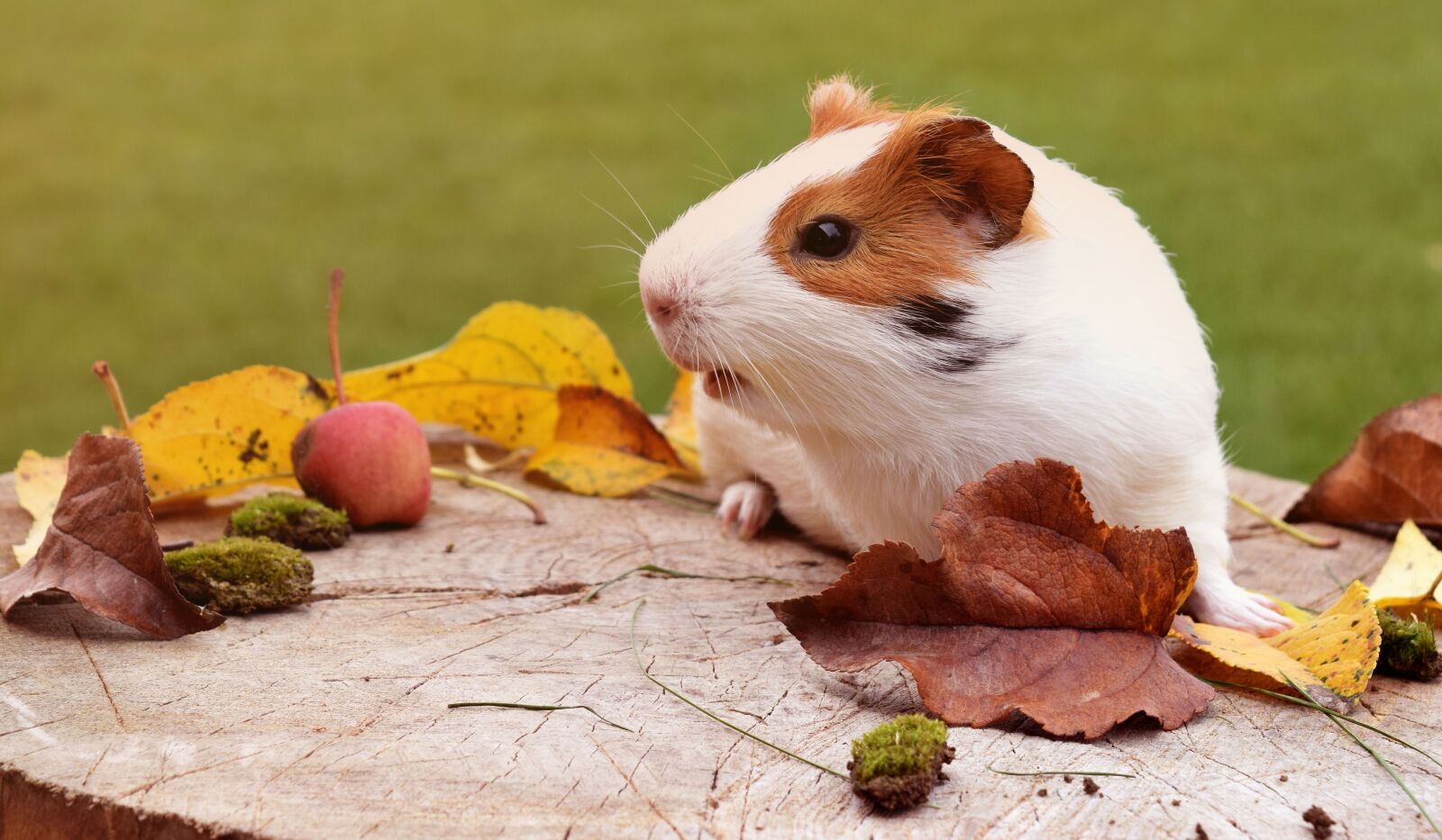 Nikon D3300 sample photo. Guinea pig, pig, fuzz photography