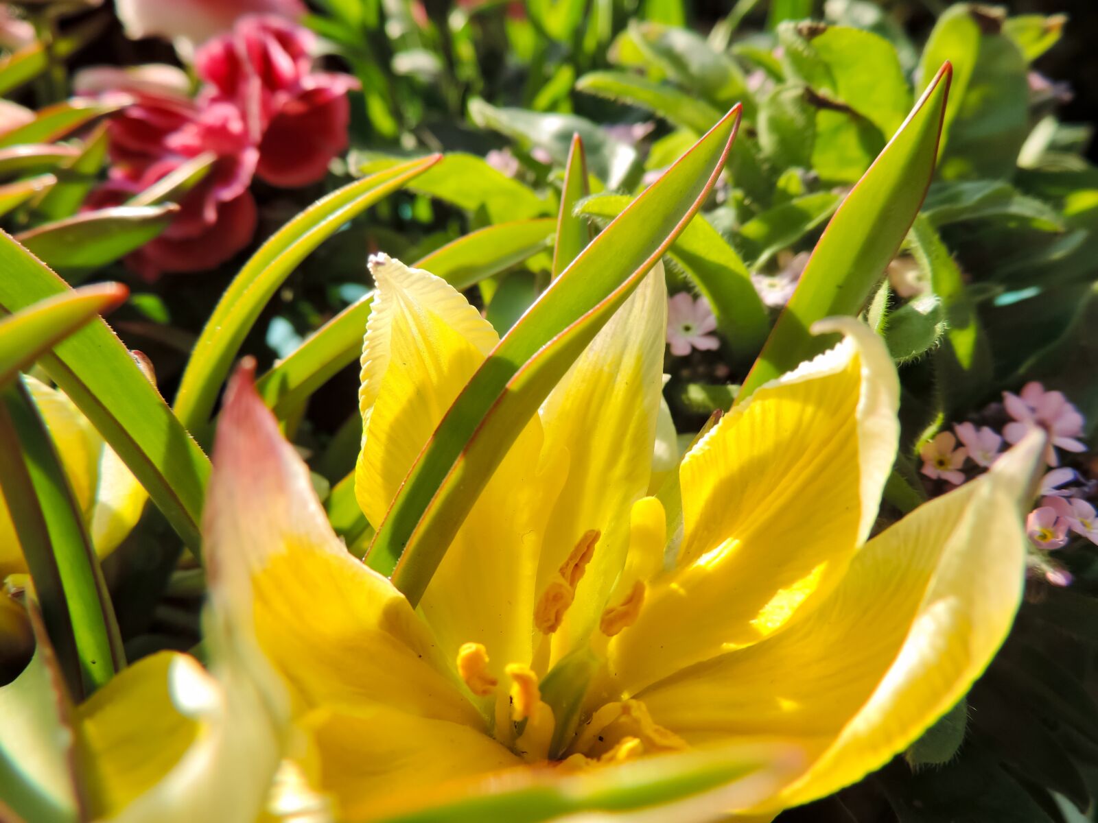 Nikon Coolpix P520 sample photo. Wild tulip, tulip, blossom photography
