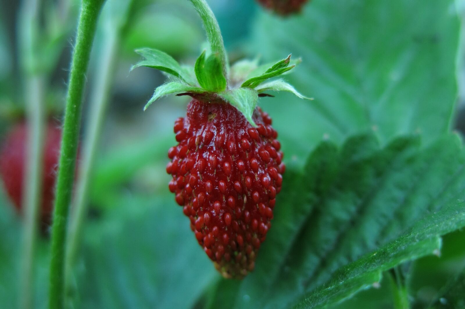Canon PowerShot G15 sample photo. Wild strawberry, red, fruit photography