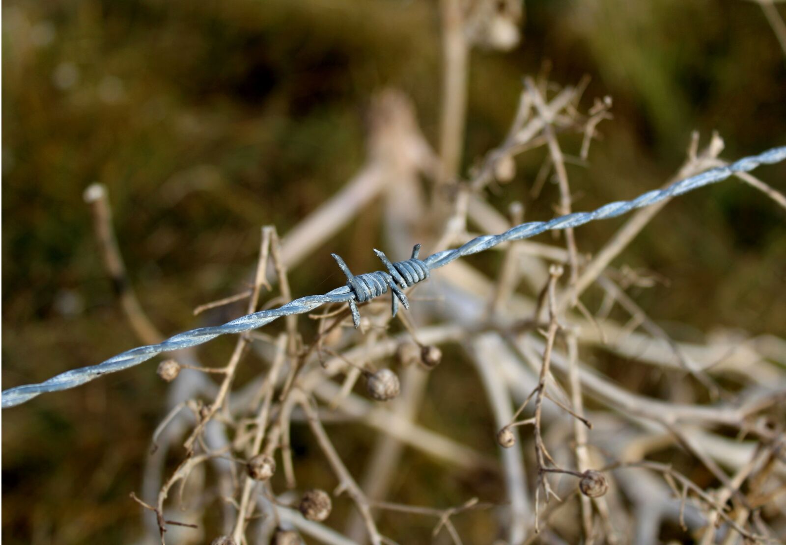 Canon EOS 1300D (EOS Rebel T6 / EOS Kiss X80) sample photo. Barbed wire fence, marsh photography