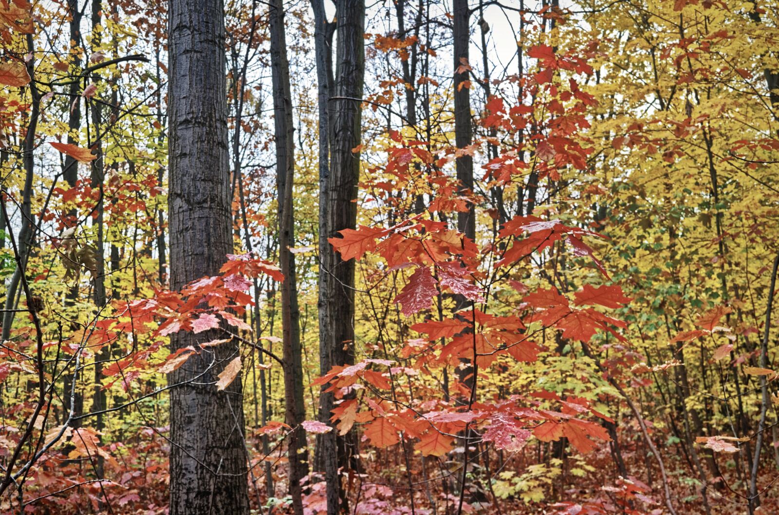 Nikon D3100 sample photo. Landscape, forest, autumn photography
