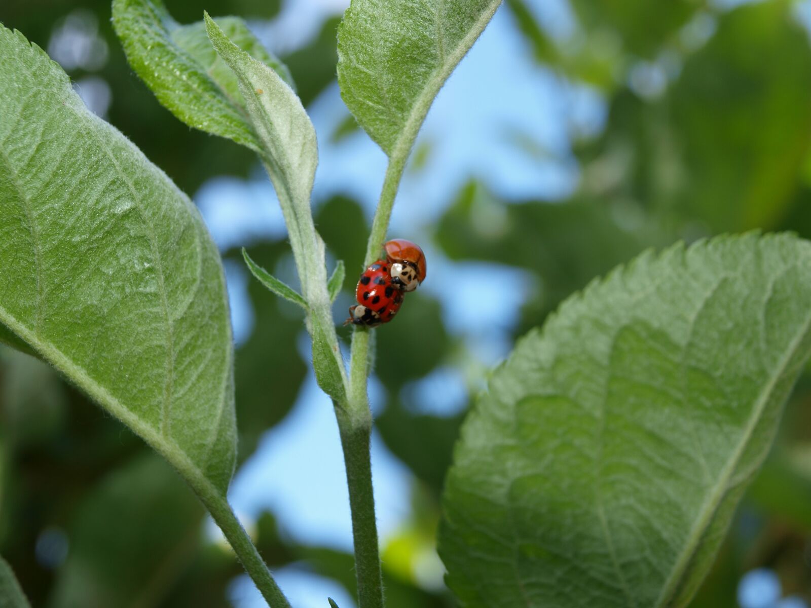 Olympus E-520 (EVOLT E-520) sample photo. Mating, ladybugs, nature photography