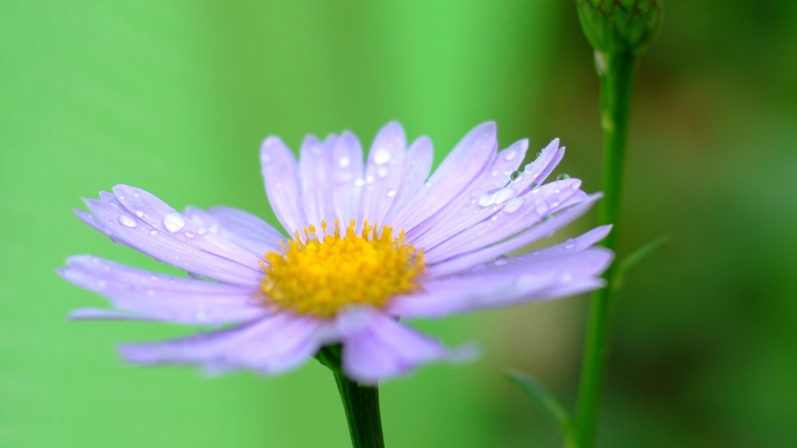 Fujifilm FinePix S3 Pro sample photo. Flowers, travel, summer photography