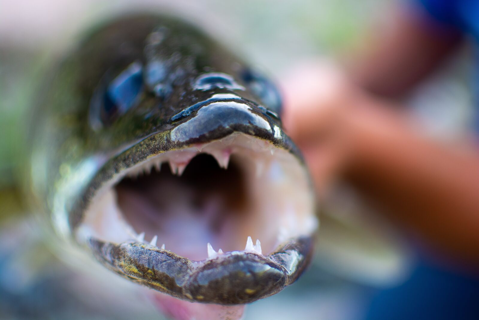 Nikon D7100 sample photo. Jaws, teeth, monster photography