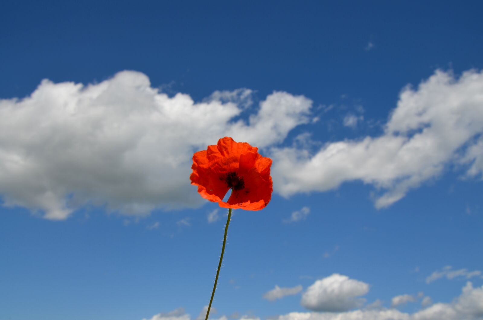 Nikon D5100 sample photo. Poppy, flower, nature photography