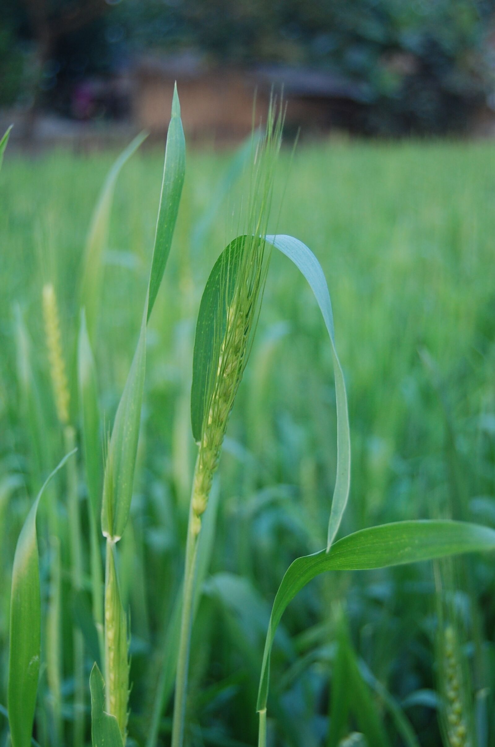 Nikon D40 sample photo. Bangladesh, photo border, rice photography