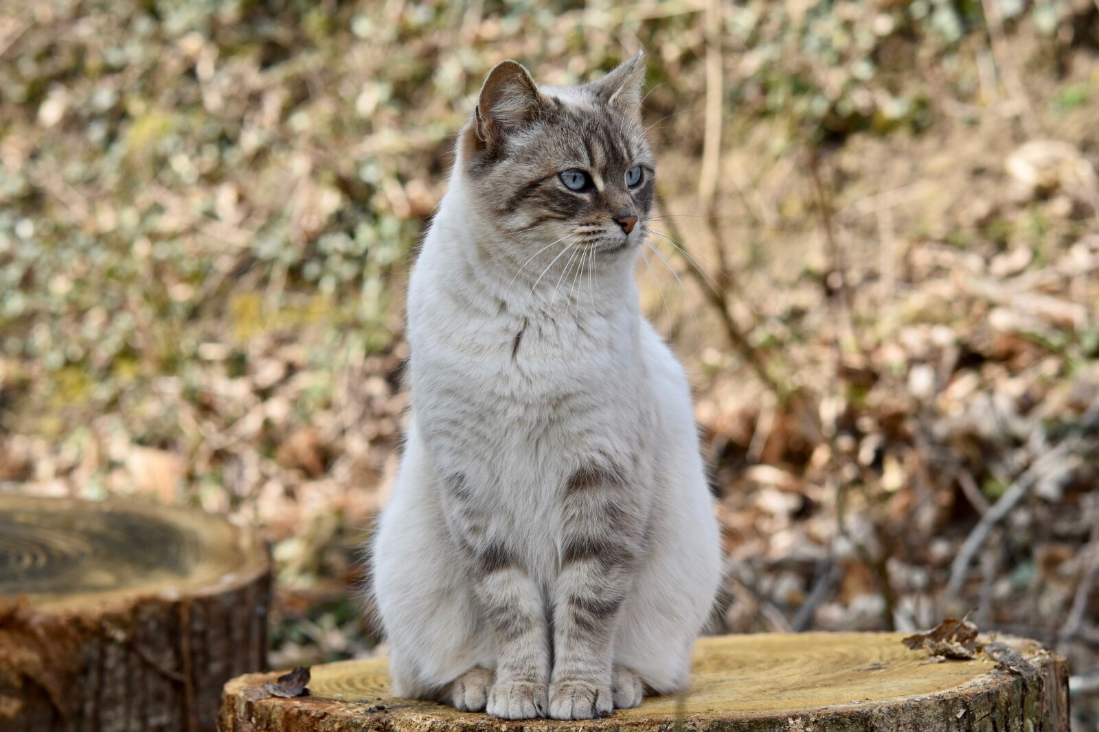 Nikon D5600 sample photo. Cat, cat sitting, cat photography