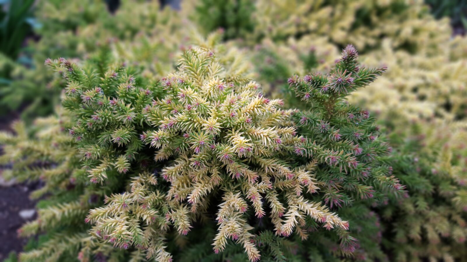 Samsung Galaxy S6 sample photo. Fir tree, garden, abstract photography