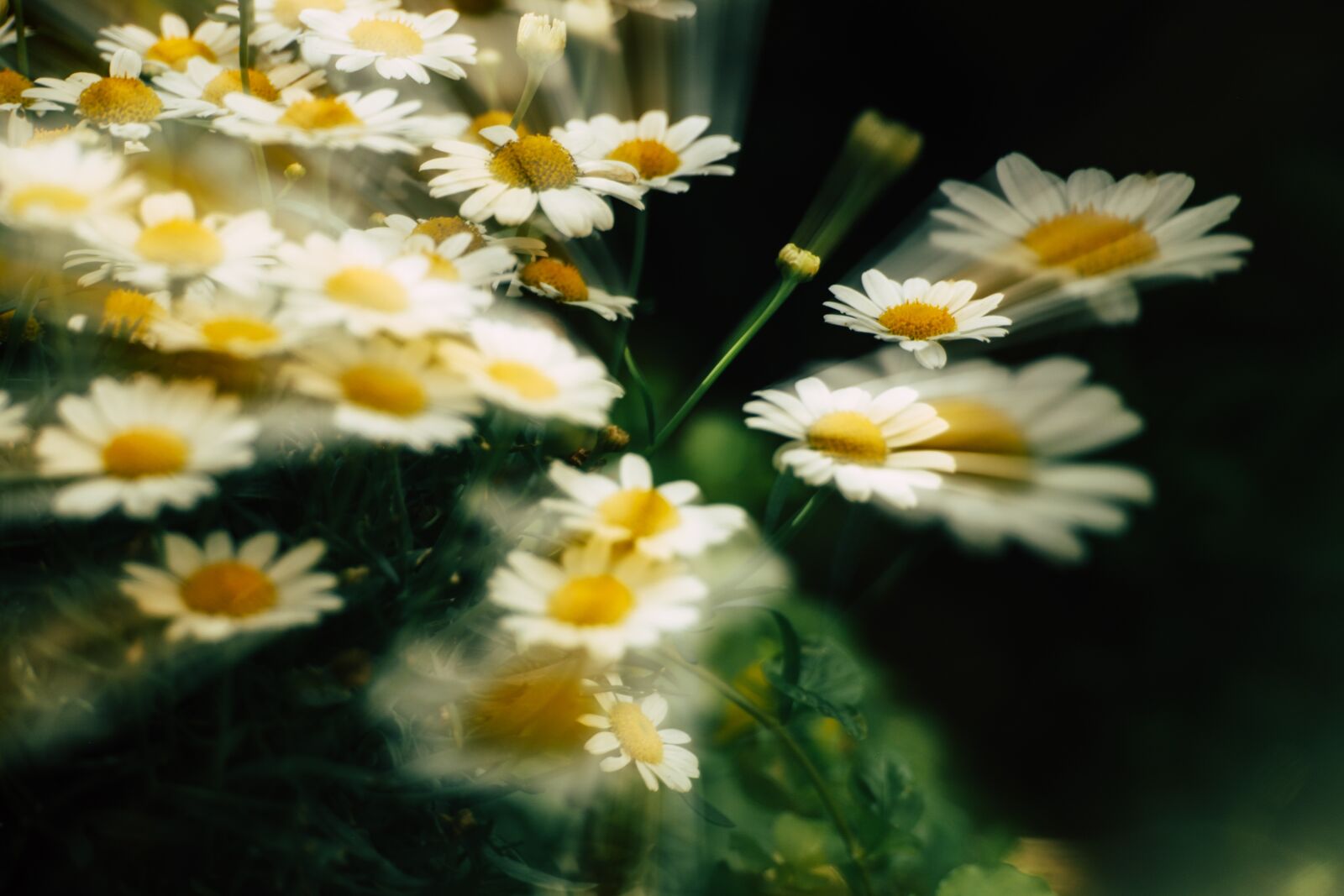Canon EOS R sample photo. Daisy, icm, flower photography