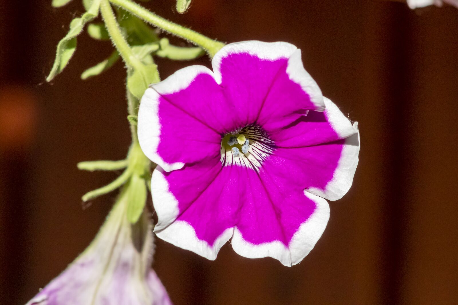 Canon EF75-300mm f/4-5.6 sample photo. Petunia, flower, flowers photography