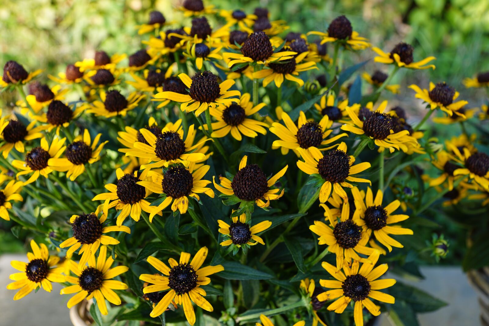Sony ILCA-77M2 + Sony DT 16-50mm F2.8 SSM sample photo. Flowers, yellow, color photography