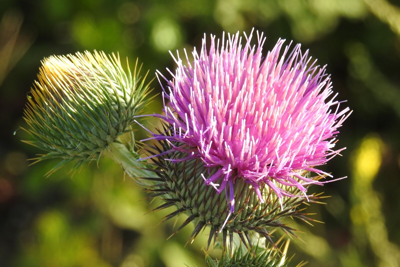 Nikon Coolpix P900 sample photo. Diestel, thistle flower, prickly photography