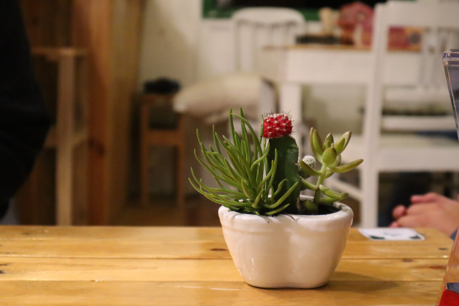 Canon EF-M 15-45mm F3.5-6.3 IS STM sample photo. Cactus flower, cactus flower photography