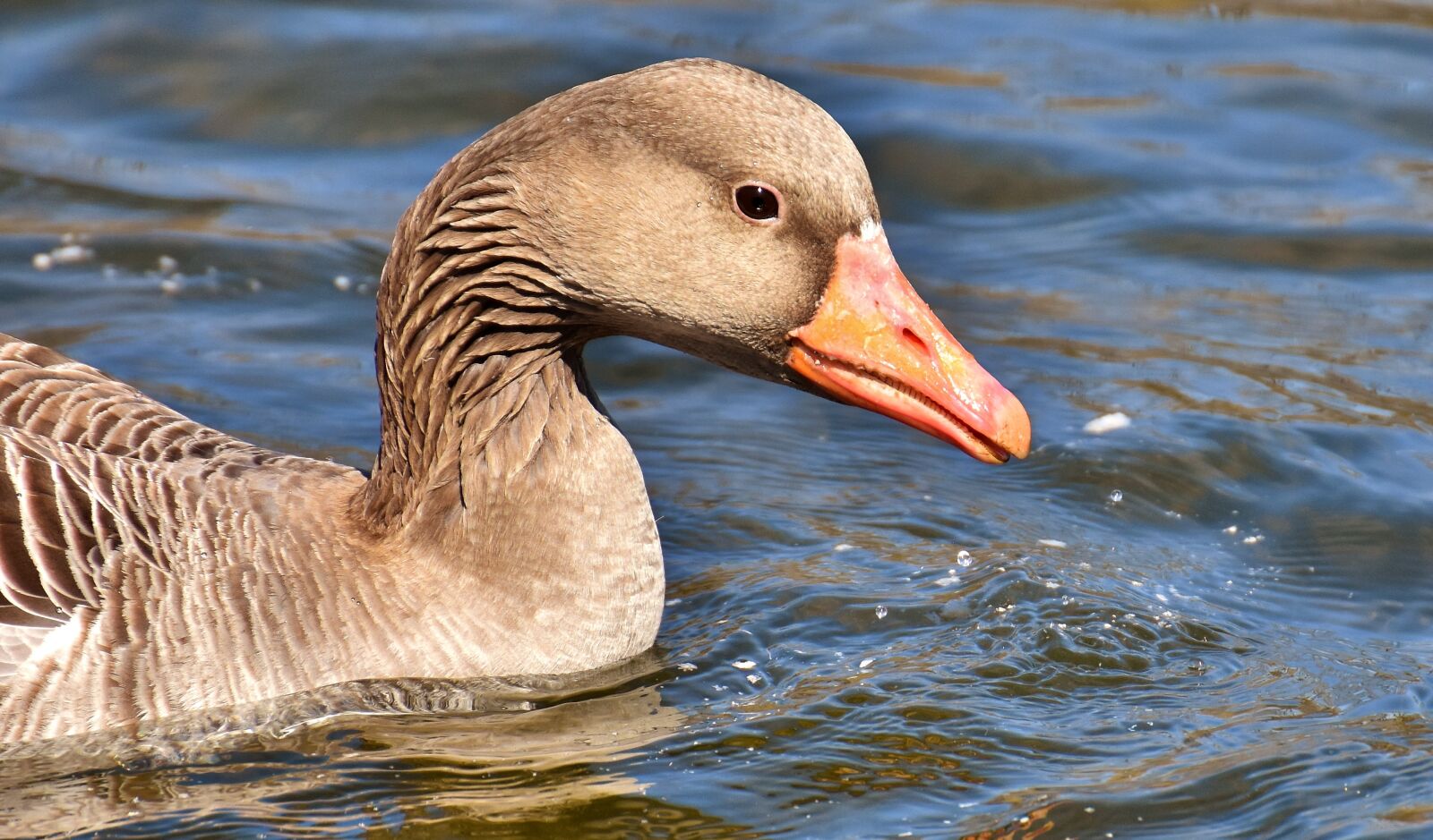 Nikon D7200 sample photo. Goose, water bird, water photography