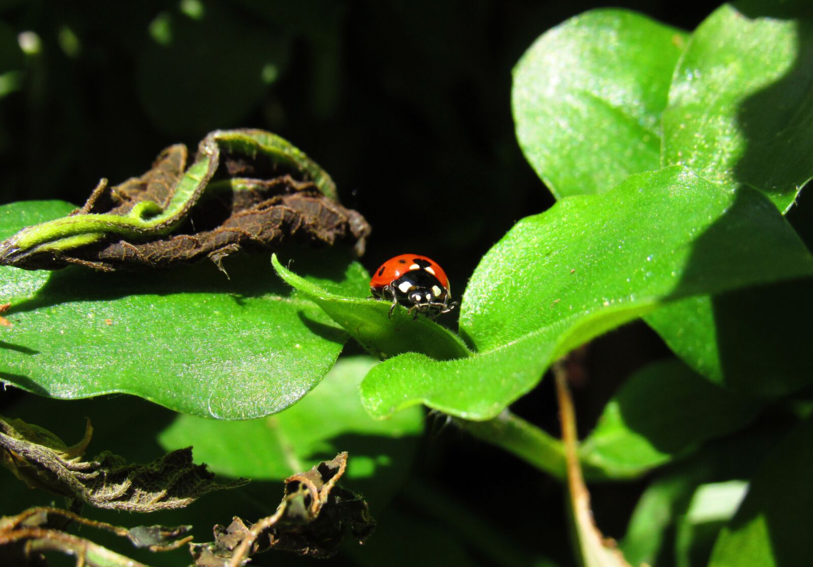 Canon PowerShot SX530 HS sample photo. Ladybug, bug, beetle photography